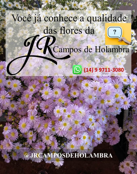 Flores de Corte - JR Campos de Holambra